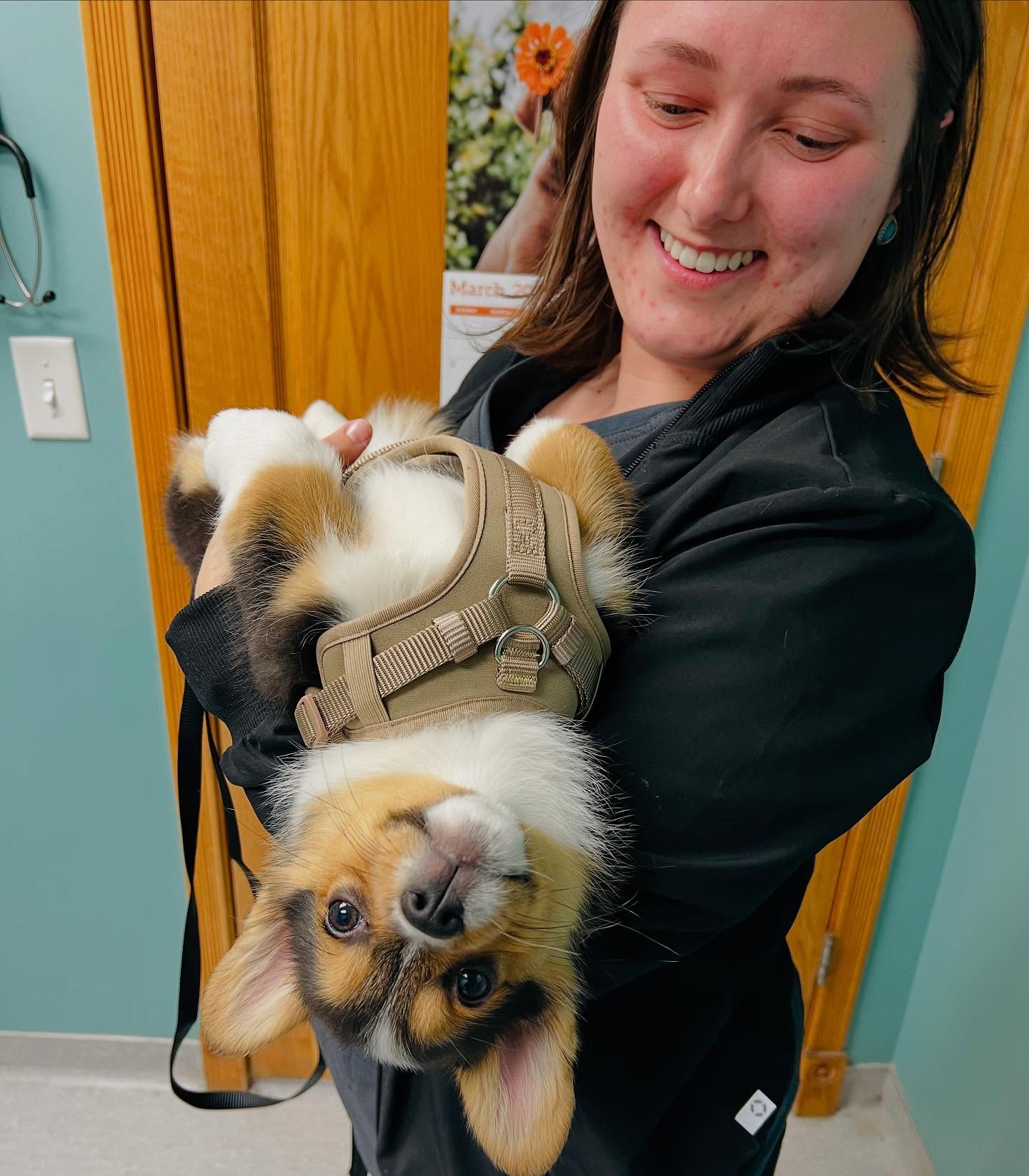 vet using stethoscope on puppy